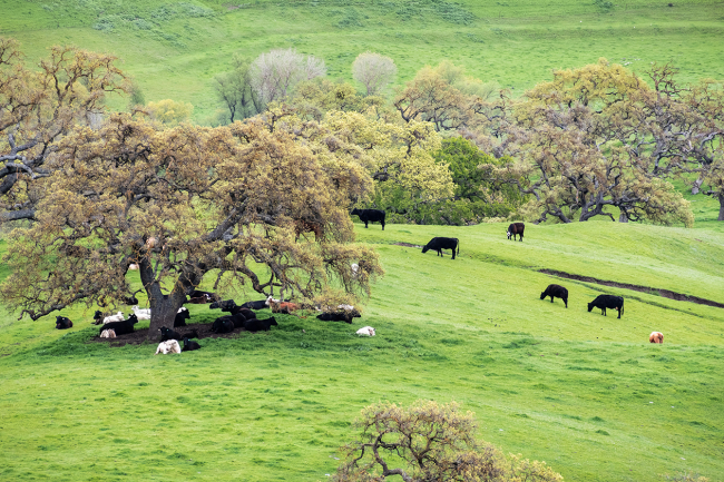 Utilizing a 1031 Exchange for Tax Deferral on Farm or Ranchland